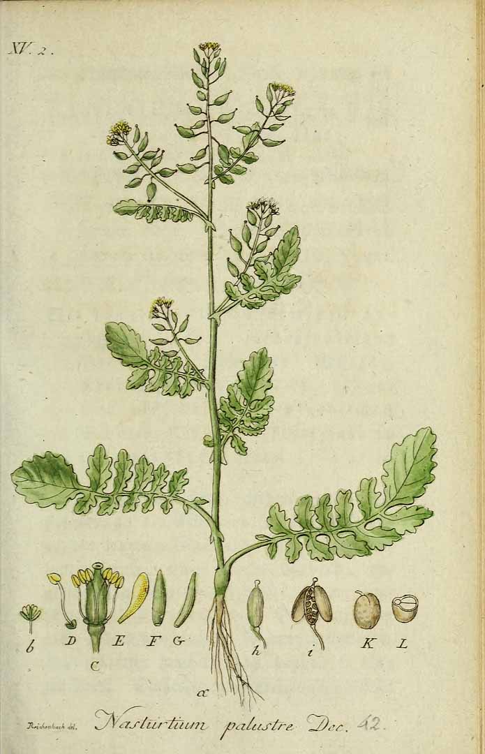 Illustration Rorippa palustris, Par Sturm, J., Sturm, J.W., Deutschlands flora (1798-1855) Deutschl. Fl. vol. 11 (1821) t. 42] , via plantillustrations 