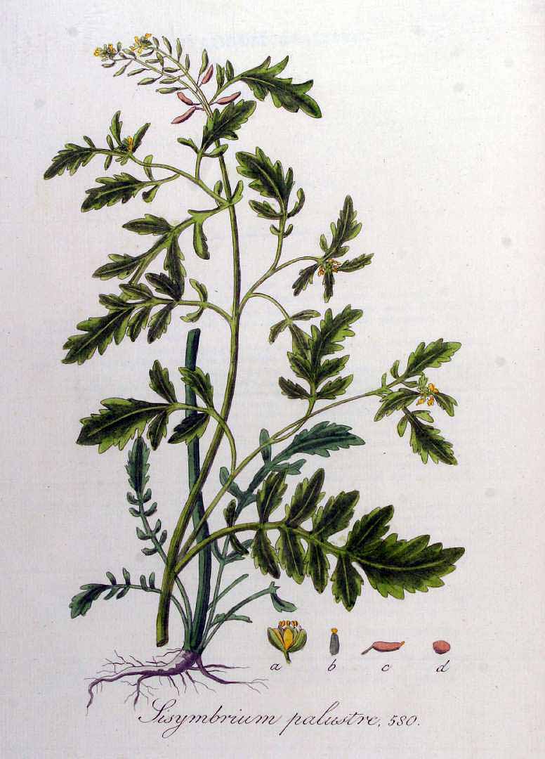 Illustration Rorippa palustris, Par Kops, J., Flora Batava (1800-1934) Fl. Bat. vol. 8 (1844) t. 580, via plantillustrations 