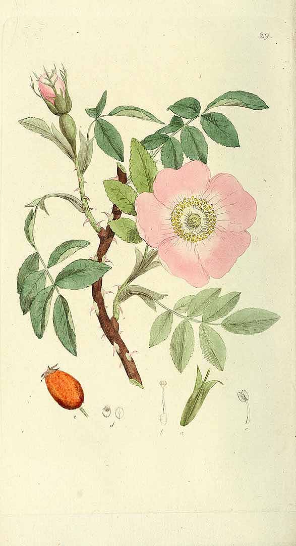 Illustration Rosa canina, Par Palmstruch, J.W., Svensk botanik (1802-1838) Sv. Bot. vol. 1 (1807) t. 29, via plantillustrations 