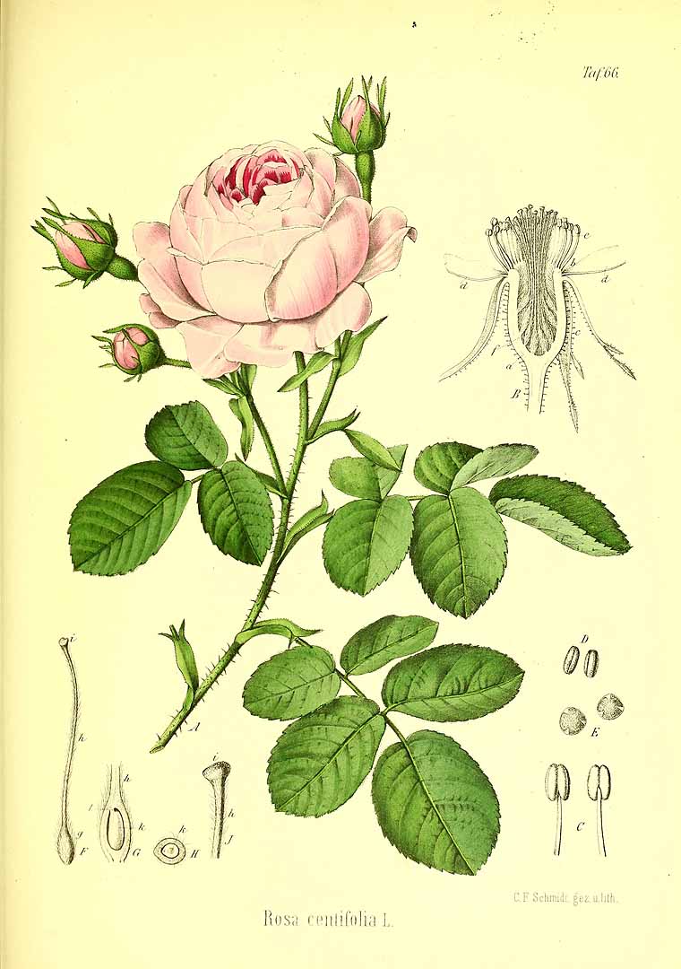 Illustration Rosa x centifolia, Par Berg, O.C., Schmidt, C.F., Atlas der officinellen Pflanzen (1893-1902) Atlas. Off. Pfl. vol. 2 (1894) t. 66, via plantillustrations 