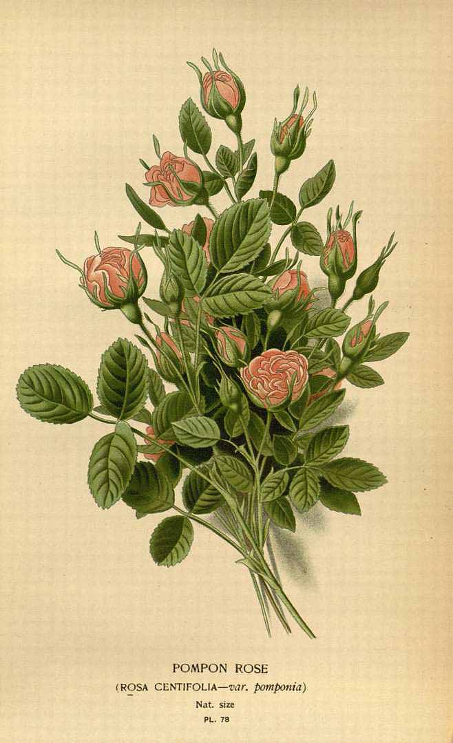 Illustration Rosa x centifolia, Par Step, E., Bois, D., Favourite flowers of garden and greenhouse (1896-1897) Favourite Fl. vol. 1 (1896) t. 78, via plantillustrations 
