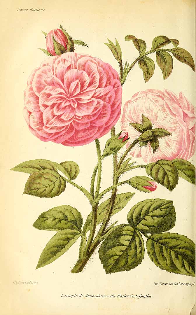 Illustration Rosa x centifolia, Par Revue horticole, sér. 4 (1852-1974) Rev. Hort. (Paris), ser. 4 vol. 36 (1864) [Année 1864] , via plantillustrations 