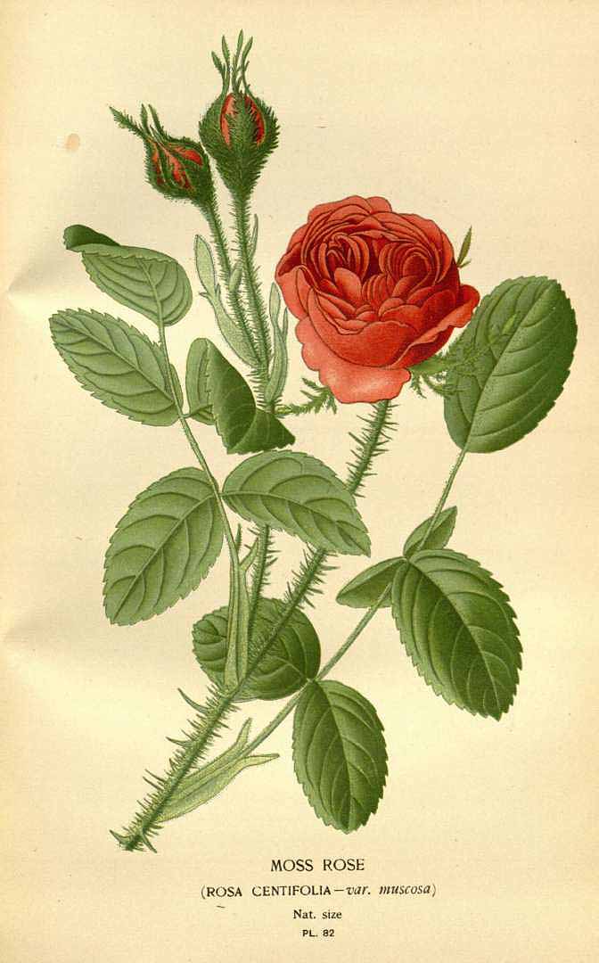 Illustration Rosa x centifolia, Par Step, E., Bois, D., Favourite flowers of garden and greenhouse (1896-1897) Favourite Fl. vol. 2 (1896) t. 82, via plantillustrations 