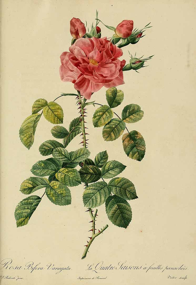 Illustration Rosa x damascena, Par Redouté, P.J., Thory, C.A., roses (1817-1824) Roses vol. 3 (1824), via plantillustrations 