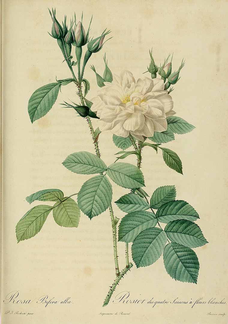 Illustration Rosa x damascena, Par Redouté, P.J., Thory, C.A., roses (1817-1824) Roses vol. 1 (1817), via plantillustrations 