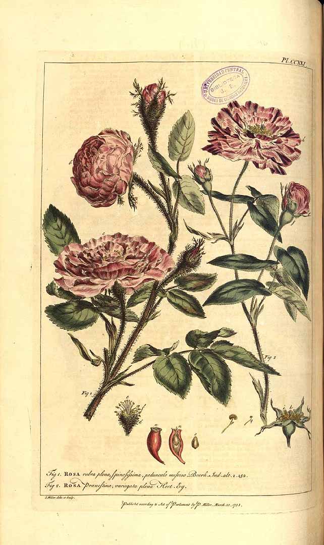 Illustration Rosa x damascena, Par Miller, P., Figures of the most beautiful, useful and uncommon plants, described in the gardeners? dictionary (1755-1760) Fig. Pl. Gard. Dict. vol. 2 t. 221	f. 2 , via plantillustrations 