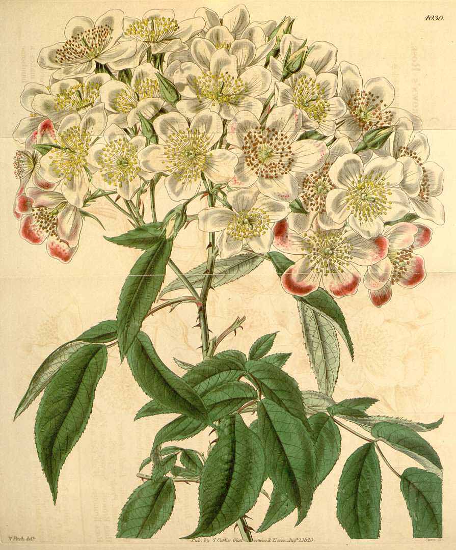 Illustration Rosa moschata, Par Curtis, W., Botanical Magazine (1800-1948) Bot. Mag. vol. 69 (1843) [tt. 3964-4047] t. 4030, via plantillustrations 
