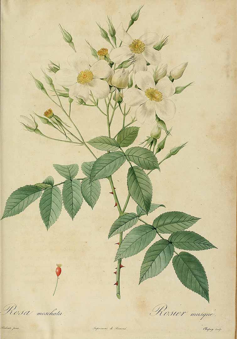 Illustration Rosa moschata, Par Redouté, P.J., Thory, C.A., roses (1817-1824) Roses vol. 1 (1817), via plantillustrations 