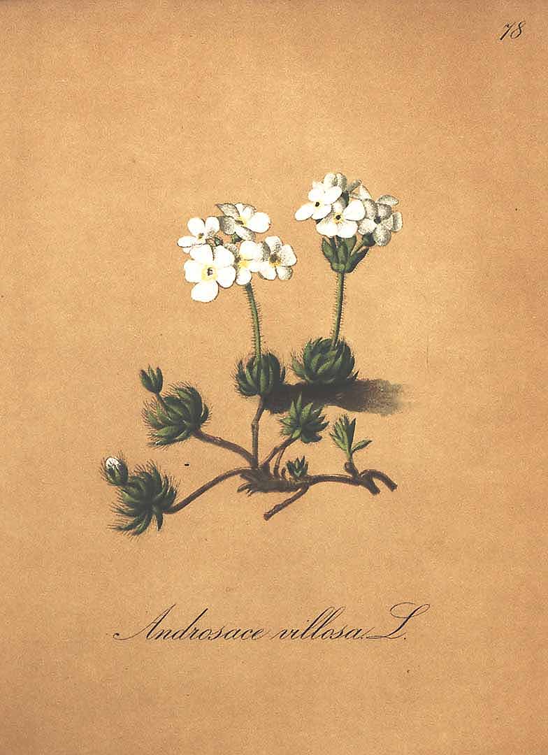 Illustration Rosa villosa, Par Seboth, J., Graf, F., Alpenpflanzen nach der Natur gemalt (1879) Alpenpfl. vol. 2 t. 78, via plantillustrations 