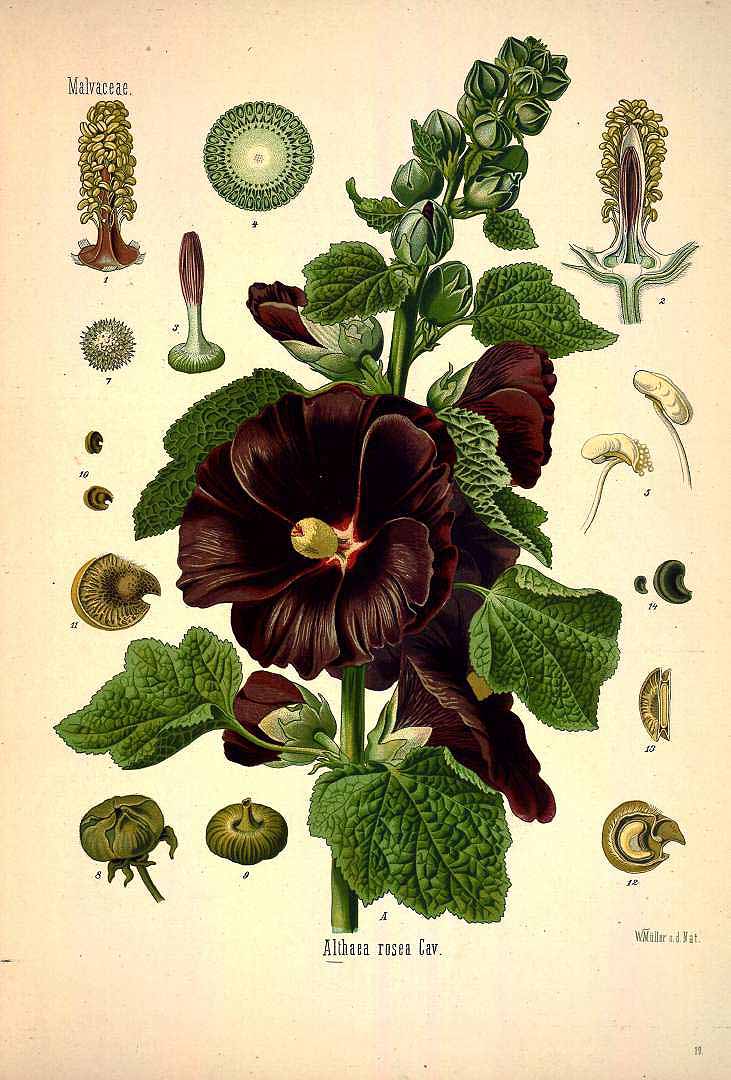 Illustration Alcea rosea, Par Köhler, F.E., Köhler?s Medizinal Pflanzen (1883-1914) Med.-Pfl., via plantillustrations 