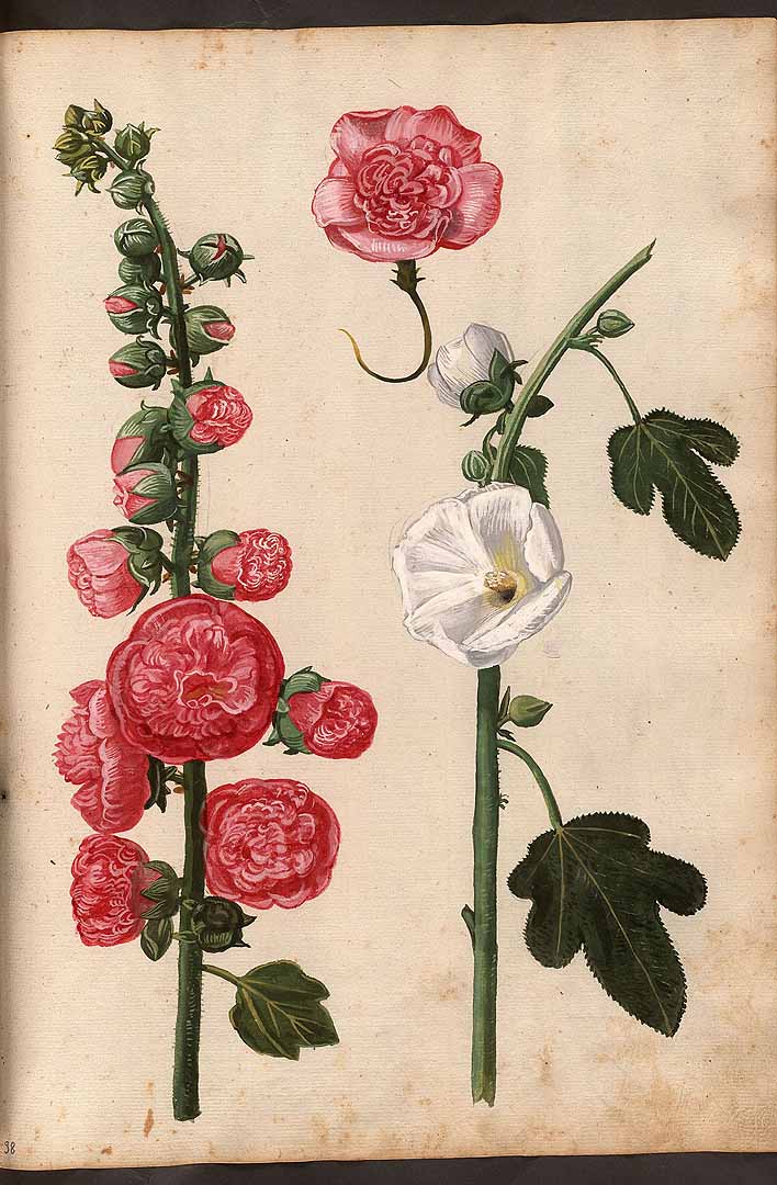 Illustration Alcea rosea, Par Froeschl, D., Codice Casabona Codice Casabona, via plantillustrations 