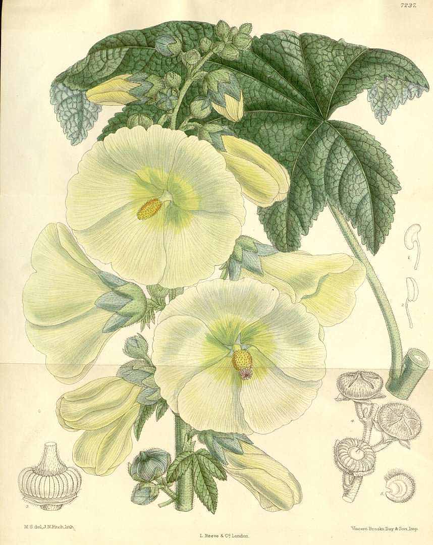 Illustration Alcea rosea, Par Curtis, W., Botanical Magazine (1800-1948) Bot. Mag., via plantillustrations 