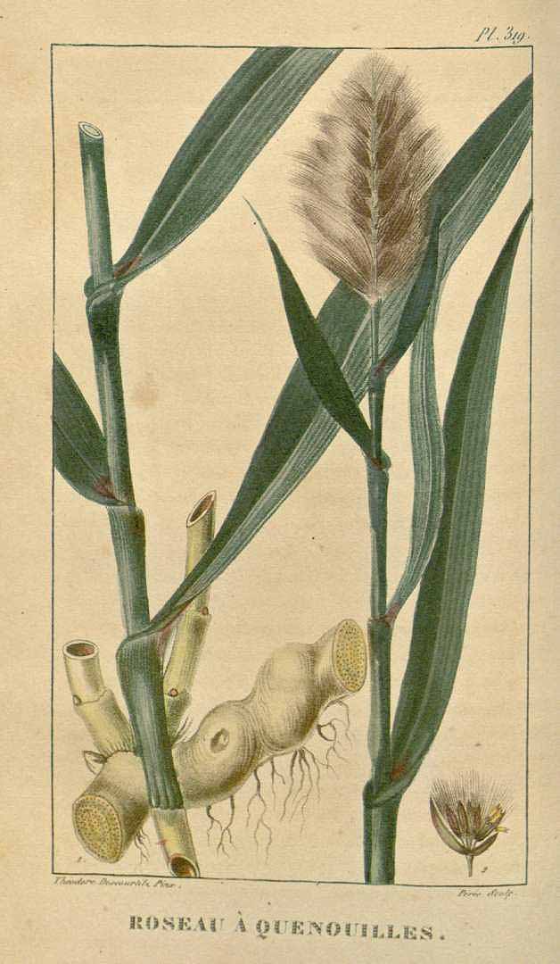 Illustration Arundo donax, Par Descourtilz, M.E., Flore [pittoresque et] médicale des Antilles (1821-1829) Fl. Méd. Antilles, via plantillustrations 
