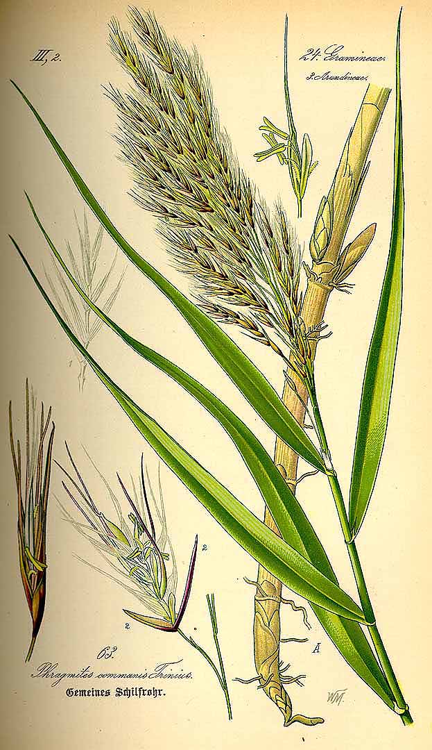 Illustration Phragmites australis, Par Thomé, O.W., Flora von Deutschland Österreich und der Schweiz (1886-1889) Fl. Deutschl. vol. 1 (1885), via plantillustrations 