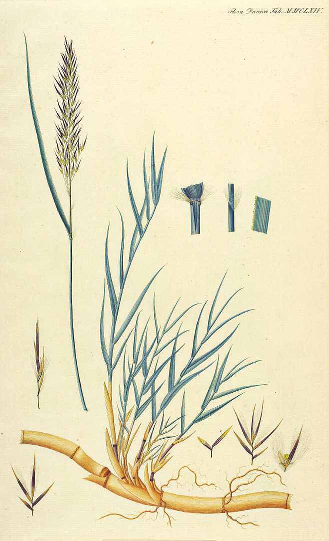 Illustration Phragmites australis, Par Oeder, G.C., Flora Danica (1761-1861) Fl. Dan. (1761-1883), via plantillustrations 