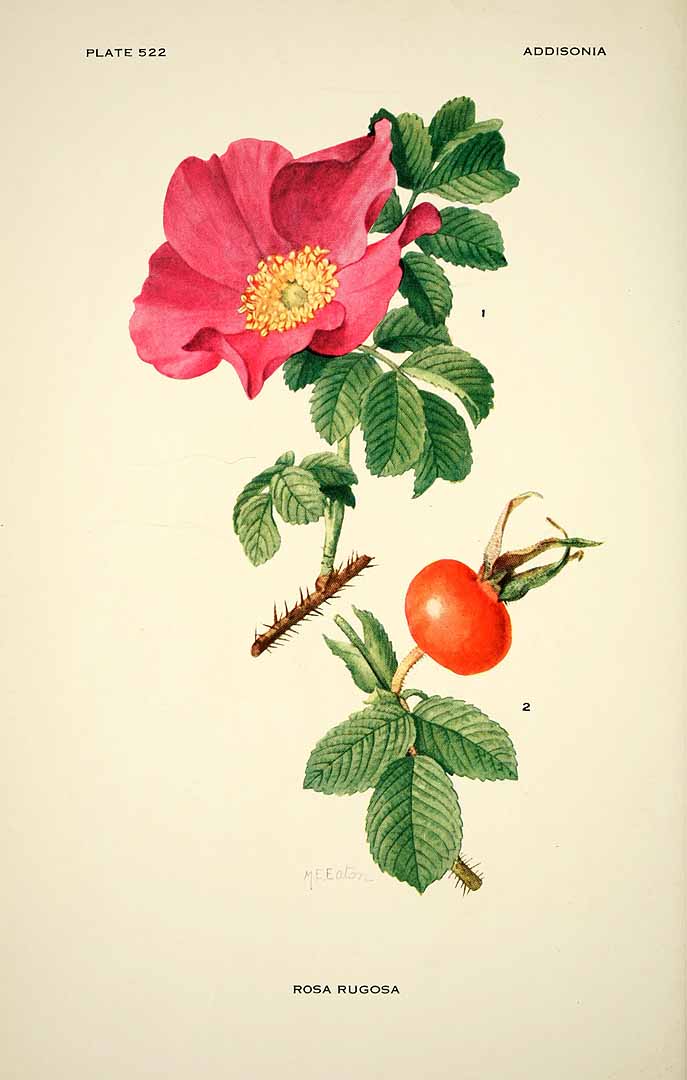 Illustration Rosa rugosa, Par Addisonia (1916-1964) Addisonia vol. 16 (1931), via plantillustrations 