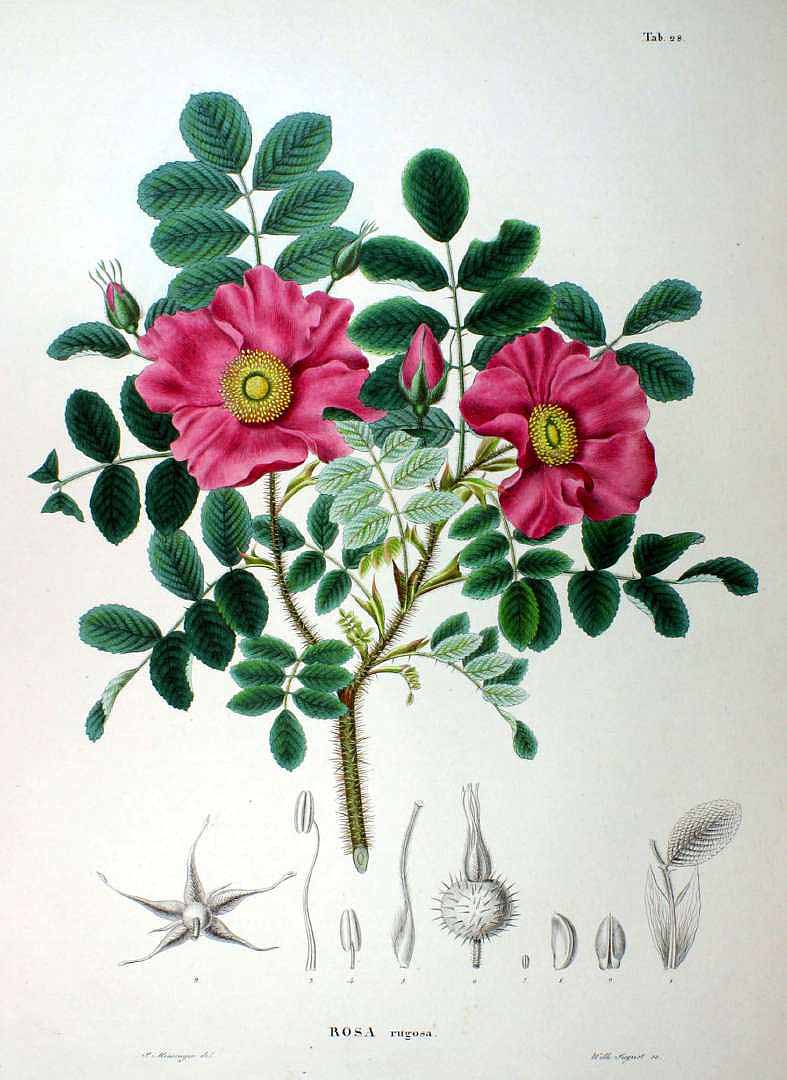 Illustration Rosa rugosa, Par Siebold, P.F. von, Zuccarini, J.G., Flora Japonica (1842-1870) Fl. Jap., via plantillustrations 