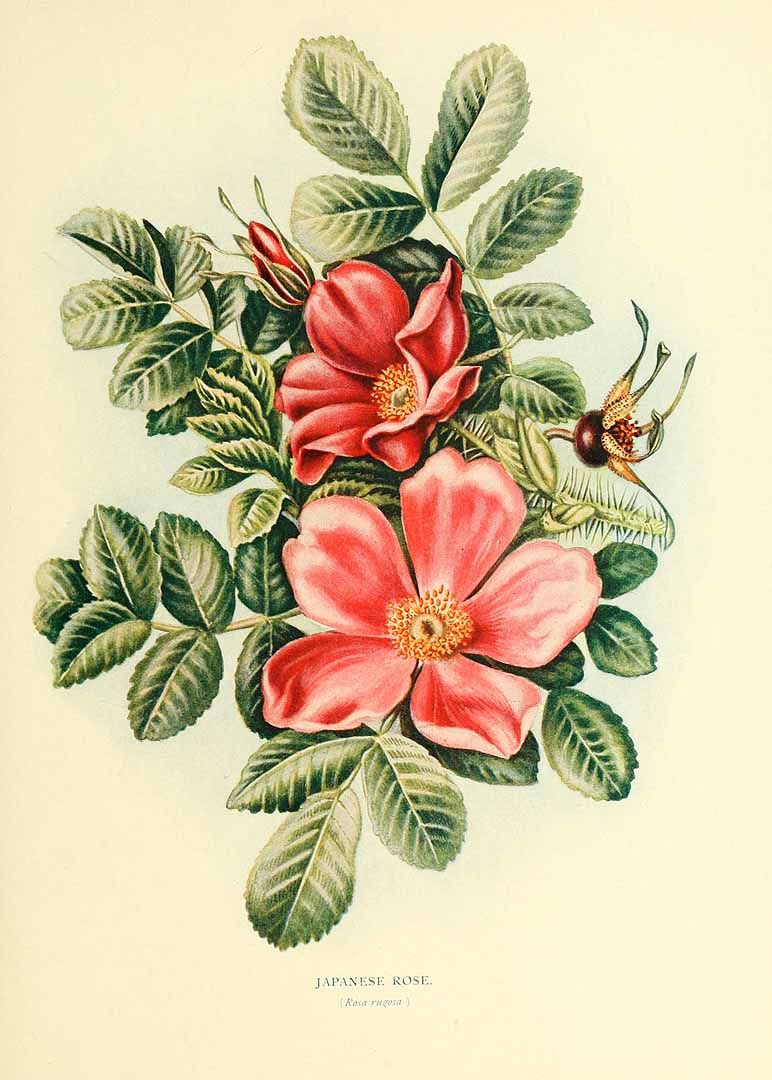 Illustration Rosa rugosa, Par Cooper, C.S., Westell, W.P., Trees and shrubs of the British Isles (1909) Trees Shrubs Brit. Isl. vol. 2 , via plantillustrations 