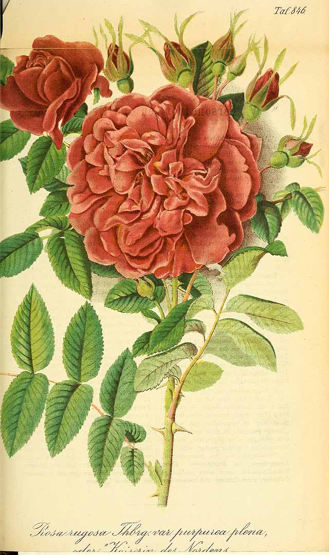 Illustration Rosa rugosa, Par Regel, E.A. von, Gartenflora (1852-1938) Gartenflora vol. 24 (1875), via plantillustrations 