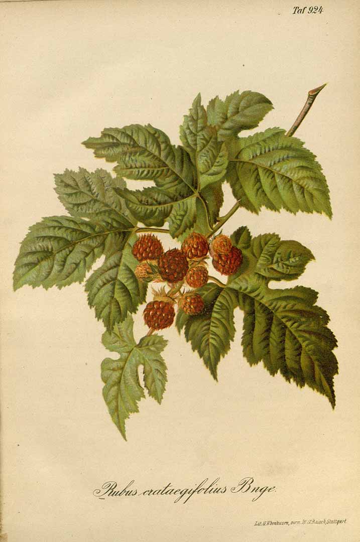 Illustration Rubus crataegifolius, Par Regel, E.A. von, Gartenflora (1852-1938) Gartenflora vol. 27 (1878) t. 924, via plantillustrations 