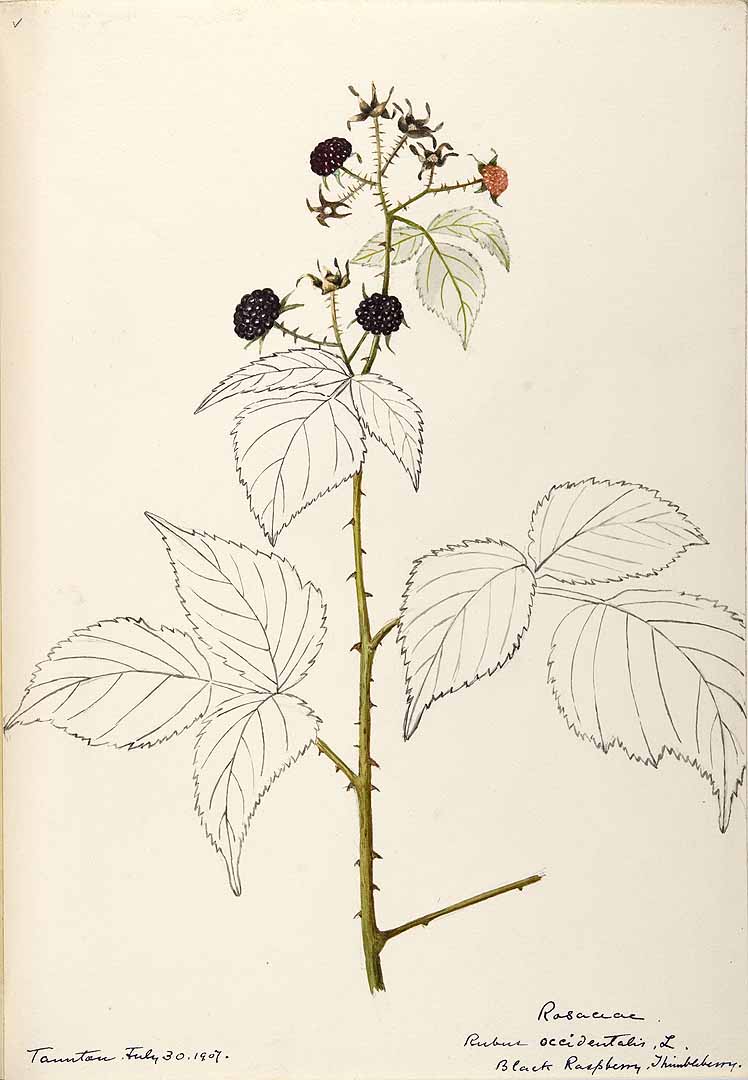 Illustration Rubus occidentalis, Par Sharp, Helen, Water-color sketches of American plants, especially New England (1888-1910) Water-color Sketches Amer. Pl., via plantillustrations 