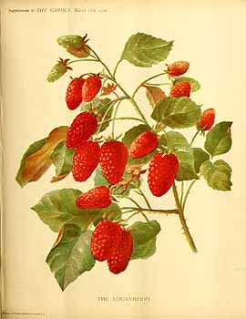 Illustration Rubus ursinus, Par garden (1872-1927) The Garden vol. 69 (1906), via plantillustrations 