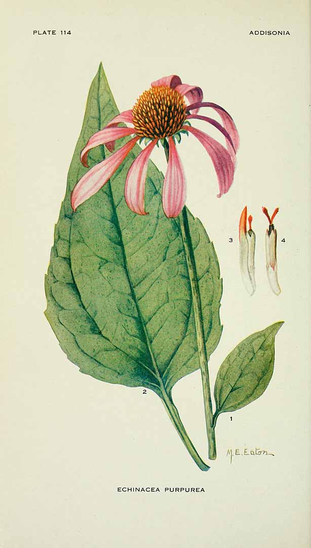 Illustration Echinacea purpurea, Par Addisonia (vol. 3: t. 114, 1918) [M.E. Eaton], via plantillustrations 