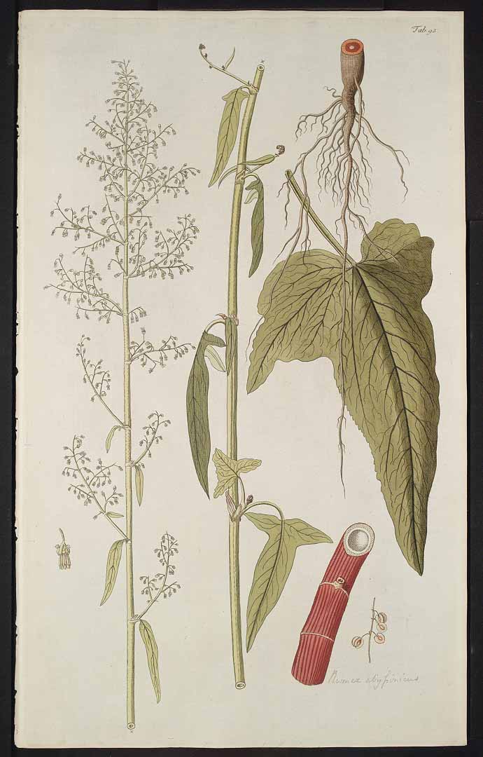 Illustration Rumex abyssinicus, Par Jacquin, N.J. von, Hortus botanicus Vindobonensis (1770-1776) Hort. Bot. Vindob. vol. 3 (1776) t. 293, via plantillustrations 
