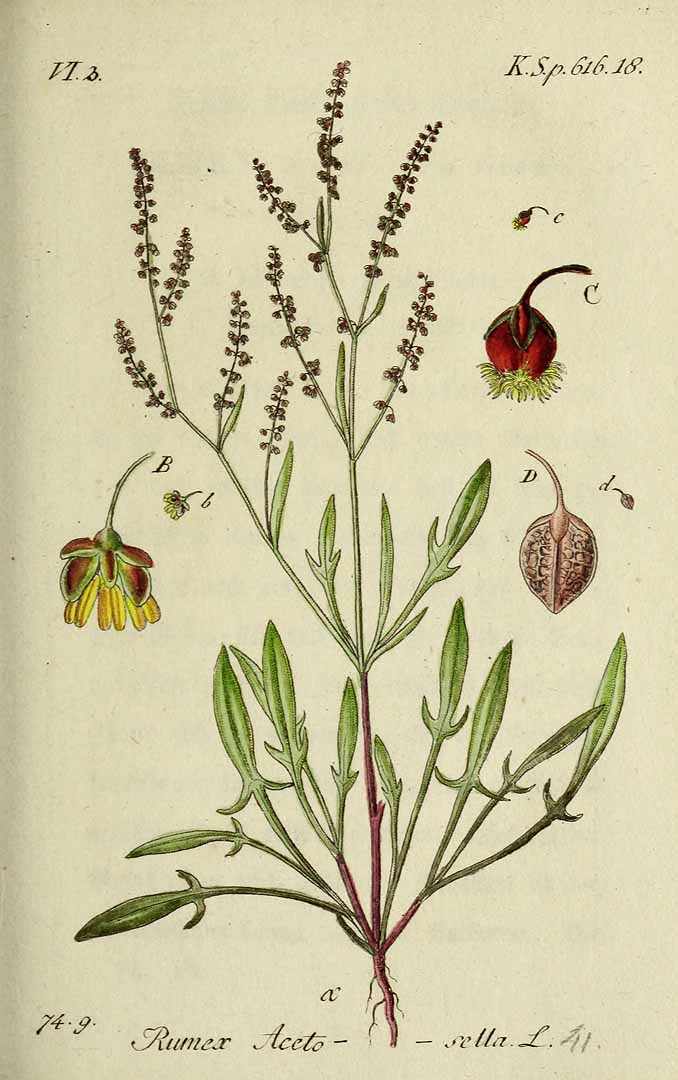 Illustration Rumex acetosella, Par Sturm, J., Sturm, J.W., Deutschlands flora (1798-1855) Deutschl. Fl. vol. 17 (1838) t. 41] , via plantillustrations 