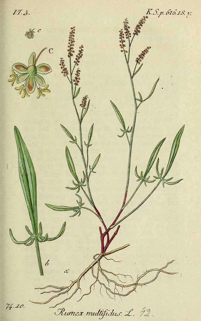 Illustration Rumex acetosella, Par Sturm, J., Sturm, J.W., Deutschlands flora (1798-1855) Deutschl. Fl. vol. 17 (1838) t. 42] , via plantillustrations 