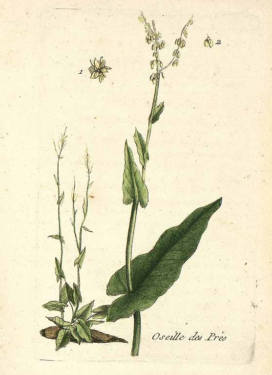 Illustration Rumex acetosella, Par Bulliard, P., Flora Parisiensis (1776-1781) Fl. Paris. vol. 2 (1776) t. 114, via plantillustrations 