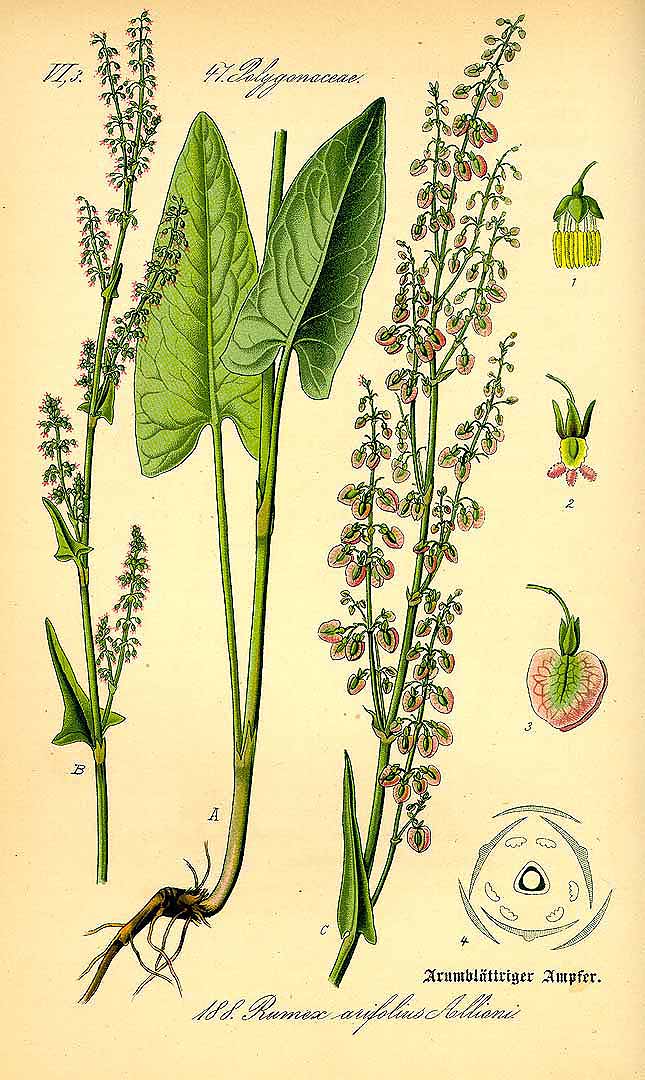 Illustration Rumex alpestris, Par Thomé, O.W., Flora von Deutschland Österreich und der Schweiz (1886-1889) Fl. Deutschl., via plantillustrations 