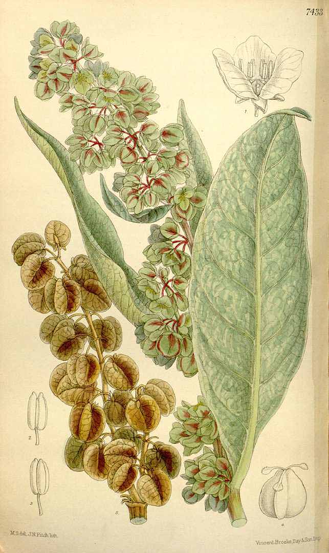 Illustration Rumex hymenosepalus, Par Curtis, W., Botanical Magazine (1800-1948) Bot. Mag. vol. 121 (1895) [tt. 7392-7451] t. 7433, via plantillustrations 