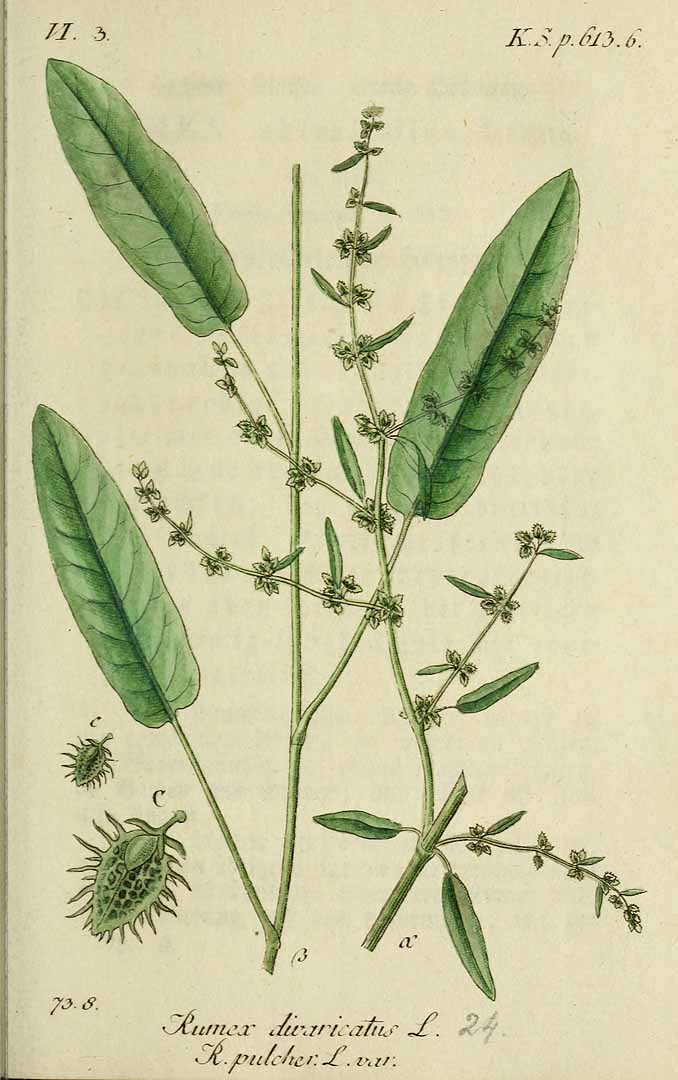 Illustration Rumex pulcher, Par Sturm, J., Sturm, J.W., Deutschlands flora (1798-1855) Deutschl. Fl. vol. 17 (1838) t. 24] , via plantillustrations 
