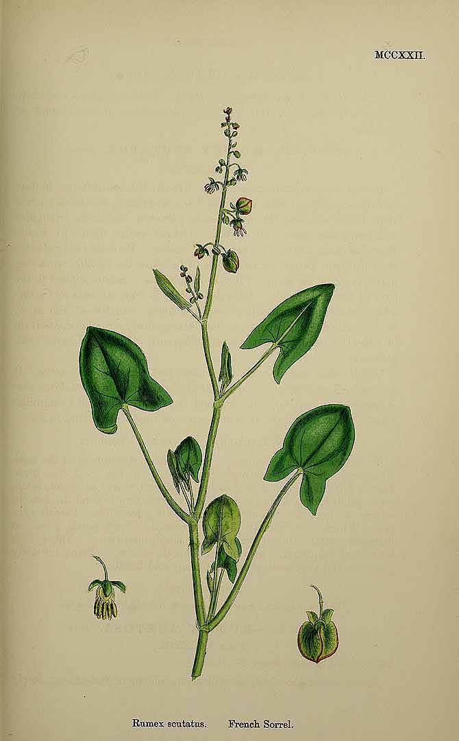 Illustration Rumex scutatus, Par Smith, J.E., English botany, or coloured figures of British plants, ed. 3 [B] [J.E. Sowerby et al] (1863-1899) Engl. Bot., ed. 3 vol. 8 (1868) t. 1222, via plantillustrations 