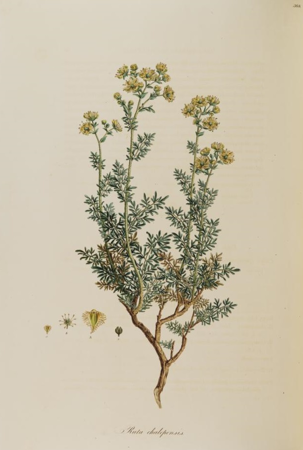 Illustration Ruta chalepensis, Par Sibthrop, J., Smith, J.E., Flora Graeca (1806-1840) Fl. Graec. vol. 4 (1823) t. 368	p. 61 , via plantillustrations 