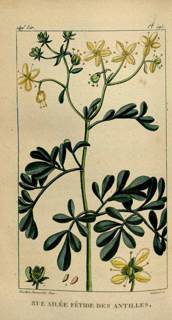 Illustration Ruta chalepensis, Par Descourtilz, M.E., Flore [pittoresque et] médicale des Antilles (1821-1829) Fl. Méd. Antilles vol. 8 (1829) [tt. 533-600] t. 595, via plantillustrations 