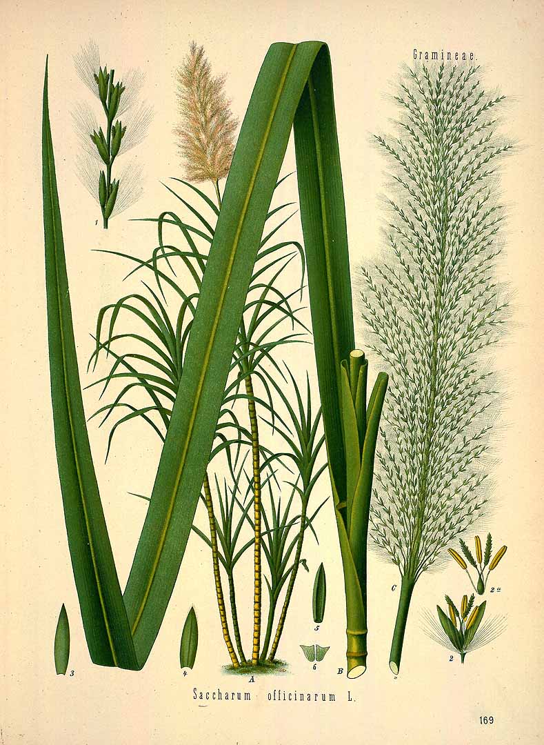 Illustration Saccharum officinarum, Par Ko&#776;hler, F.E., Ko&#776;hler?s Medizinal Pflanzen (1883-1914) Med.-Pfl. vol. 2 (1890) t. 169, via plantillustrations 