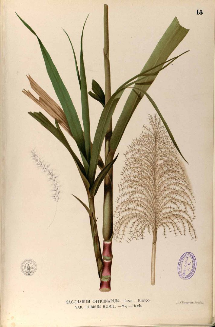 Illustration Saccharum officinarum, Par Blanco, M., Flora de Filipinas, ed. 3 (1877-1883) Fl. Filip., ed. 3 t. 18, via plantillustrations 
