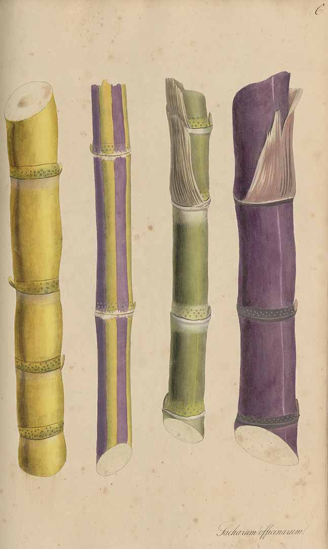 Illustration Saccharum officinarum, Par Nees von Esenbeck, T.F.L., Wijhe (Weyhe), M.F., Plantae medicinales (1828-1833) Pl. Medicin. vol. 2 , via plantillustrations 