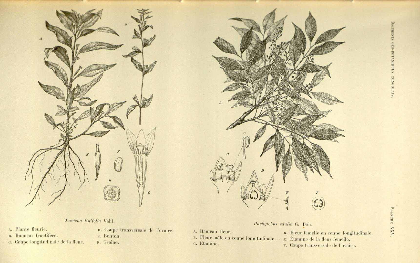 Illustration Dacryodes edulis, Par Bulletin de la Société royale de botanique de Belgique (vol. 51: t. 25, 1912), via plantillustrations 