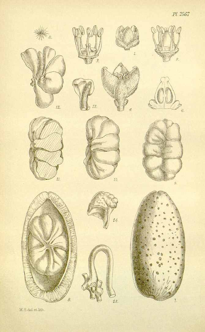 Illustration Dacryodes edulis, Par Hooker´s Icones Plantarum (vol. 26: t. 2567, 1898) [M. Smith], via plantillustrations 