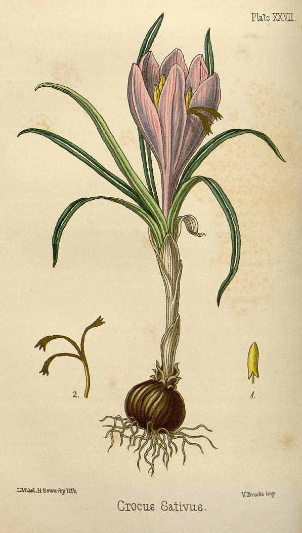 Illustration Crocus sativus, Par Hamilton E. (Flora homoeopathica, vol. 1: t. 27, 1852), via plantillustrations 