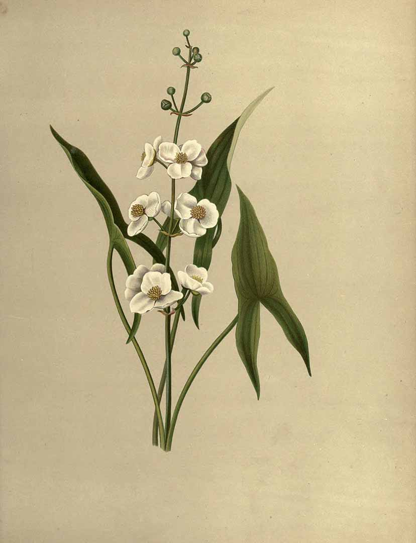 Illustration Sagittaria latifolia, Par Sprague, I., Hervey, A.B., Flowers of the field and forest (1882) Fl. Field For. (1880) t. 7	p. 75 , via plantillustrations 