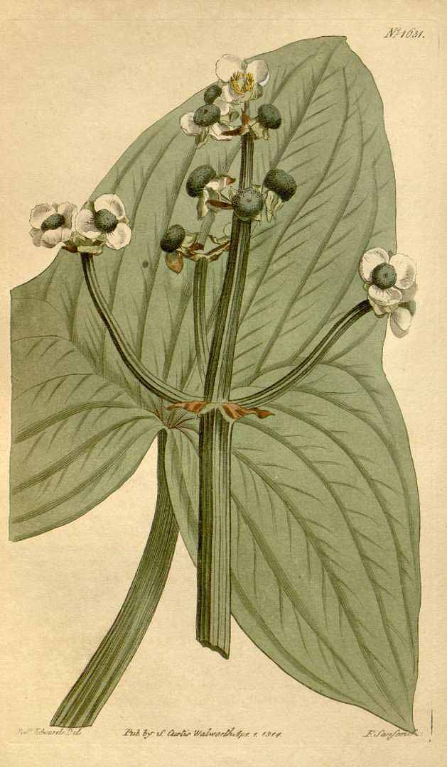 Illustration Sagittaria trifolia, Par Curtis, W., Botanical Magazine (1800-1948) Bot. Mag. vol. 39 (1814) [tt. 1592-1635] t. 1631, via plantillustrations 