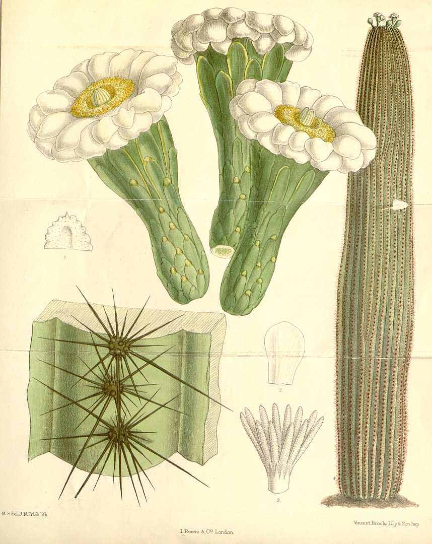 Illustration Carnegiea gigantea, Par Curtis´s Botanical Magazine (vol. 118 [ser. 3, vol. 48]: t. 7222, 1892) [M. Smith], via plantillustrations 