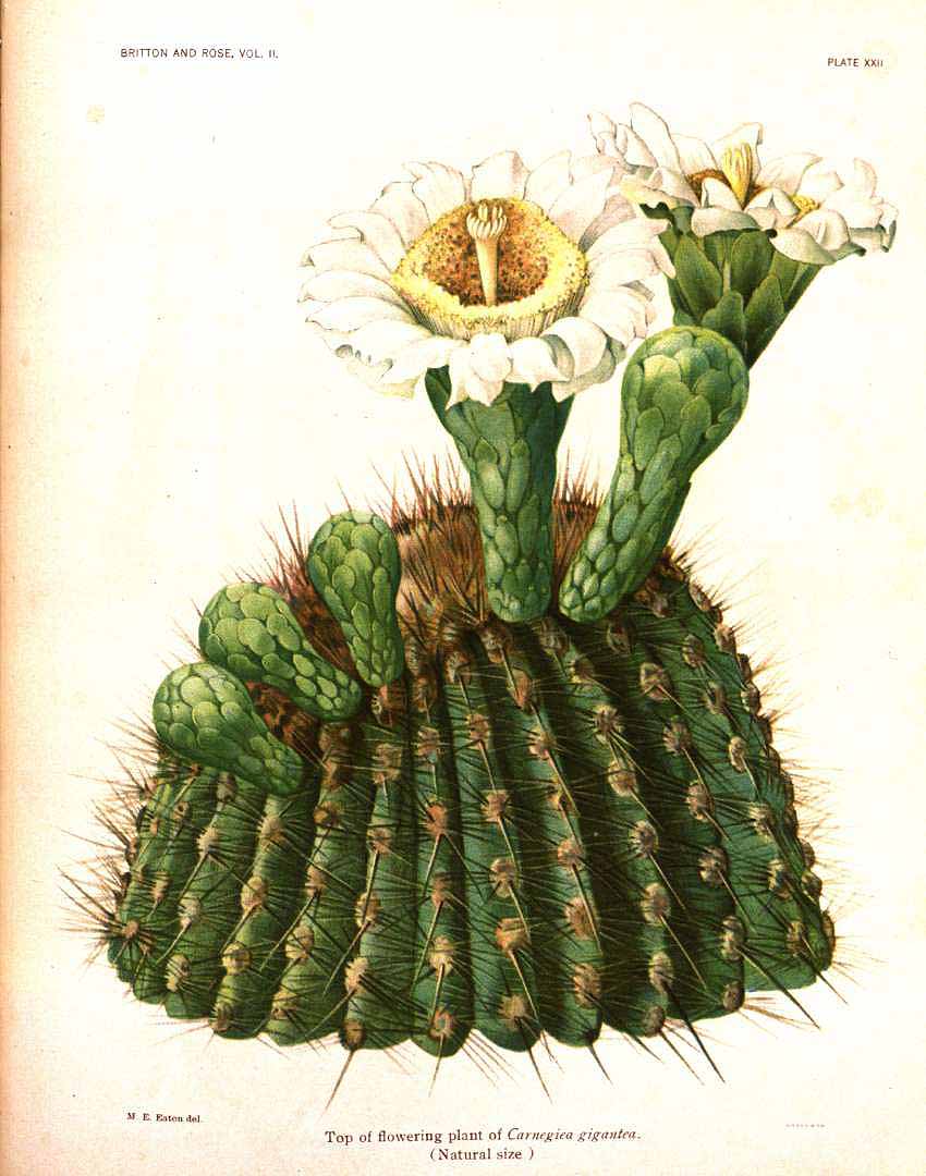 Illustration Carnegiea gigantea, Par Britton N.L. & Rose J.N. (The Cactaceae, vol. 2: t. 22, 1920) [M.E. Eaton], via plantillustrations 