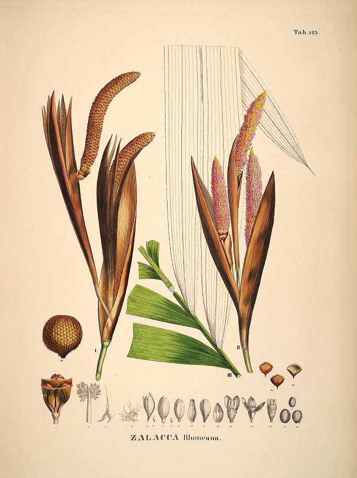Illustration Salacca zalacca, Par Martius, C.F.P. von, Historia Naturalis Palmarum (1823-1853) Hist. Nat. Palm. vol. 3 (1850) t. 123, via plantillustrations 