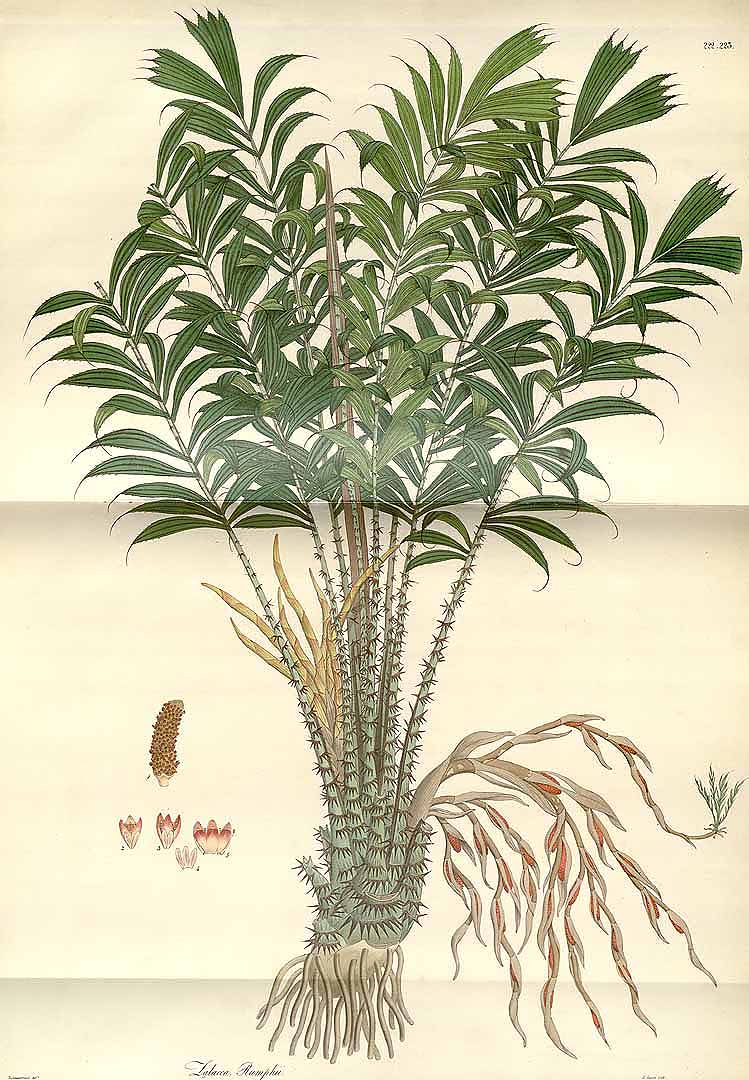 Illustration Salacca zalacca, Par Wallich, N., Plantae Asiaticae Rariores (1830-1832) Pl. Asiat. Rar. vol. 3 (1832) t. 222, via plantillustrations 