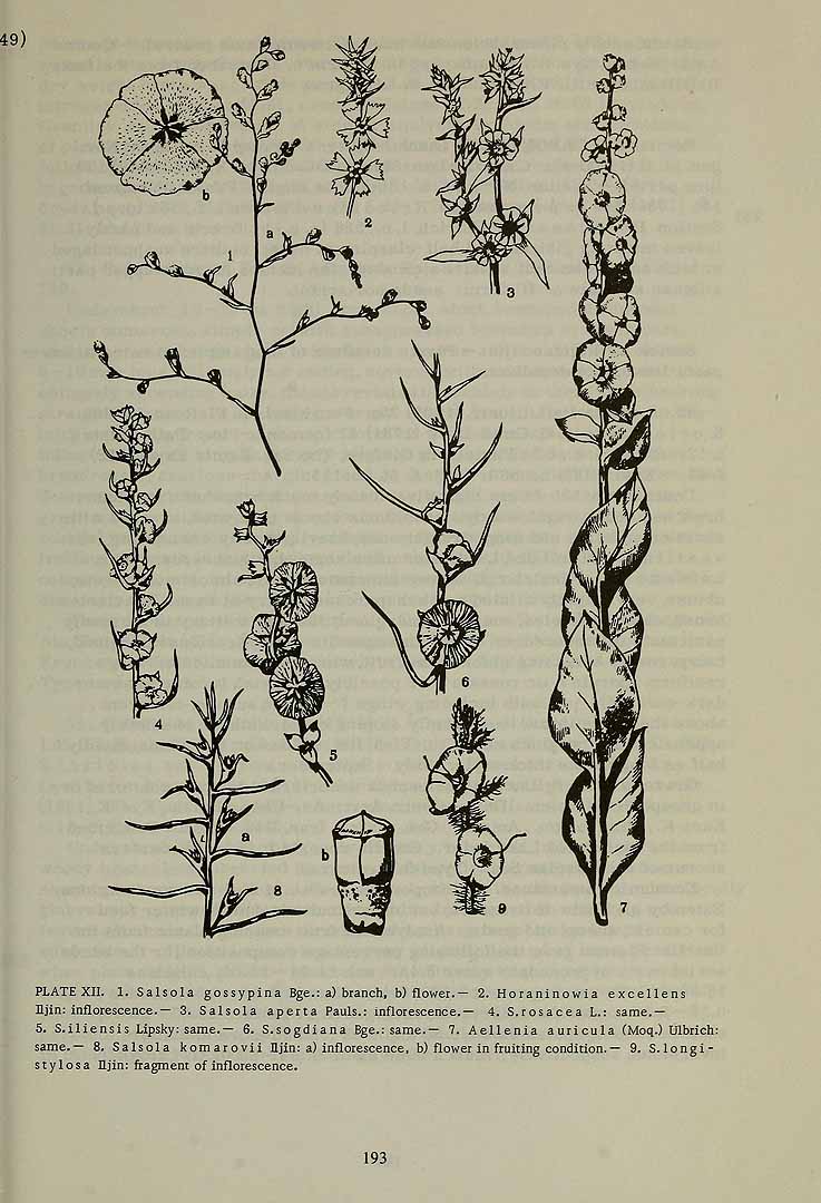 Illustration Salsola komarovii, Par Komarov (Komorov), V.L., Flora of the U.S.S.R. (1934-1964) Fl. URSS vol. 6, via plantillustrations 